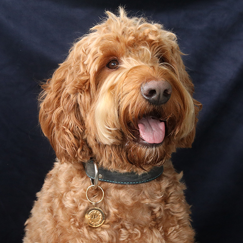 D&iacute;a mundial del animal 